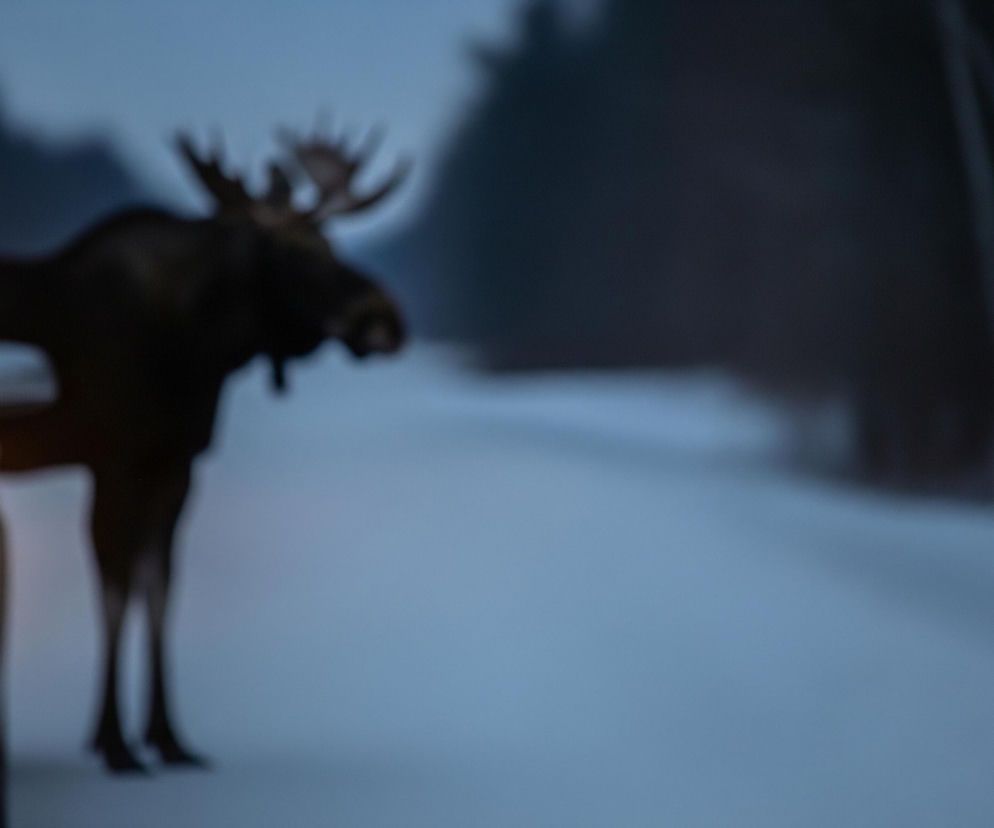 Z lewej strony zdjęcia widać przód jasnego samochodu osobowego, z wyraźnie włączonymi, jasnymi reflektorami, które oświetlają pokrytą śniegiem drogę. Tuż obok samochodu, po prawej stronie kadru, stoi rozmyta sylwetka łosia z dużymi, rozłożystymi rogami, skierowanego w stronę prawej krawędzi obrazu. Tło stanowią ciemne, rozmazane zarysy drzew i jasnoszare niebo, co sugeruje wczesny poranek lub zmierzch w zimowej scenerii.