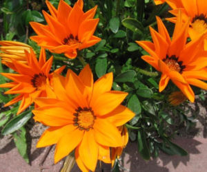 gazania