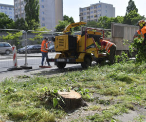 Wycinka drzew na Mokotowie. Mieszkańcy zbulwersowani, tramwajarze uspokajają
