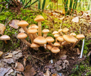 Opieńki