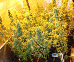 Potężna plantacja marihuany w centrum Krakowa