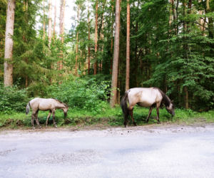 Warmia i Mazury. Wypoczynek bez tłumów