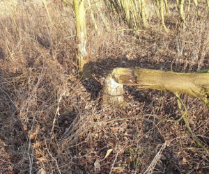 Płock. O krok od tragedii! Na drogę spadło drzewo podgryzione przez bobry! [ZDJĘCIA]