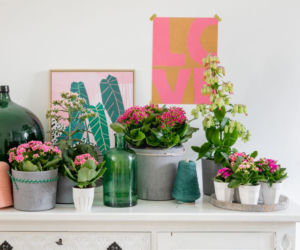 Kompozycja z kalanchoe