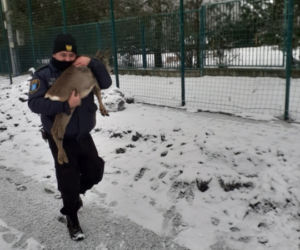 Olsztyn. Sarenka utknęła na Orliku. Pomogli strażnicy miejscy