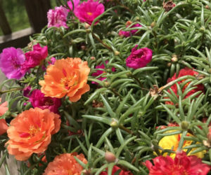 Portulaka wielkokwiatowa