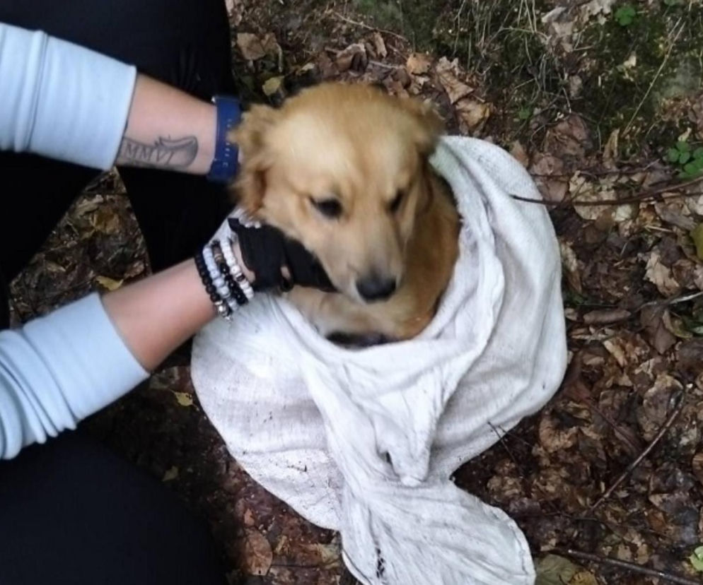 Zapakował psa do worka i wywiózł do lasu. Policjanci ruszyli na ratunek