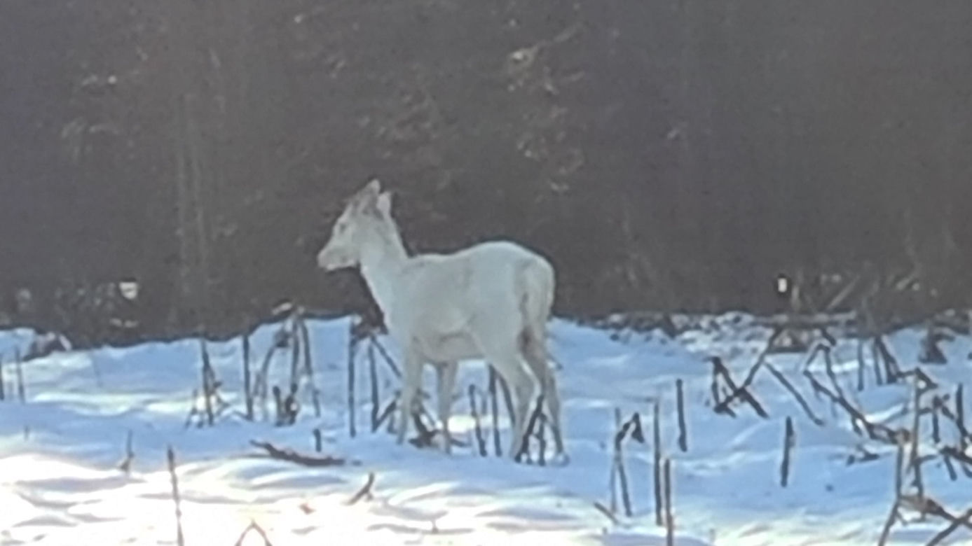 Patronus Harry'ego Pottera widziany w polskim lesie? Zrobili ZDJĘCIA niezwykłemu zwierzęciu!