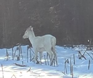 Patronus Harry'ego Pottera widziany w polskim lesie? Zrobili ZDJĘCIA niezwykłemu zwierzęciu!