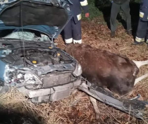 Łódzkie: Potężny ŁOŚ wbiegł wprost pod auto! Dramatyczne skutki zderzenia