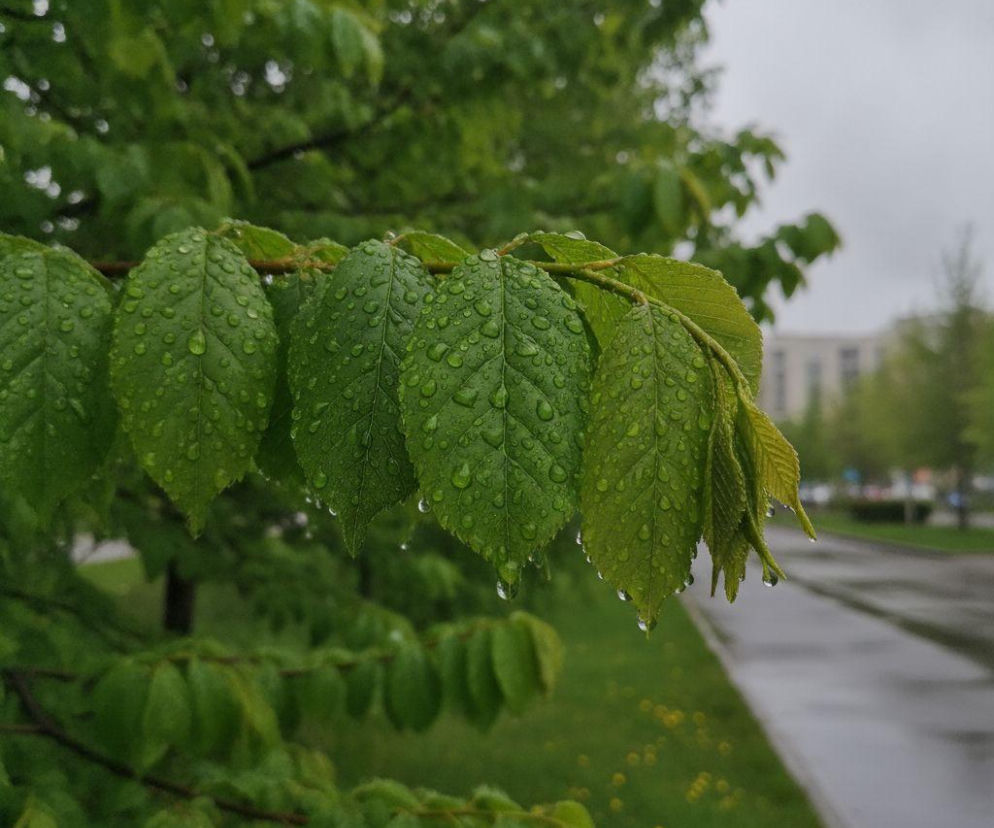 AI zdjęcie do artykułu