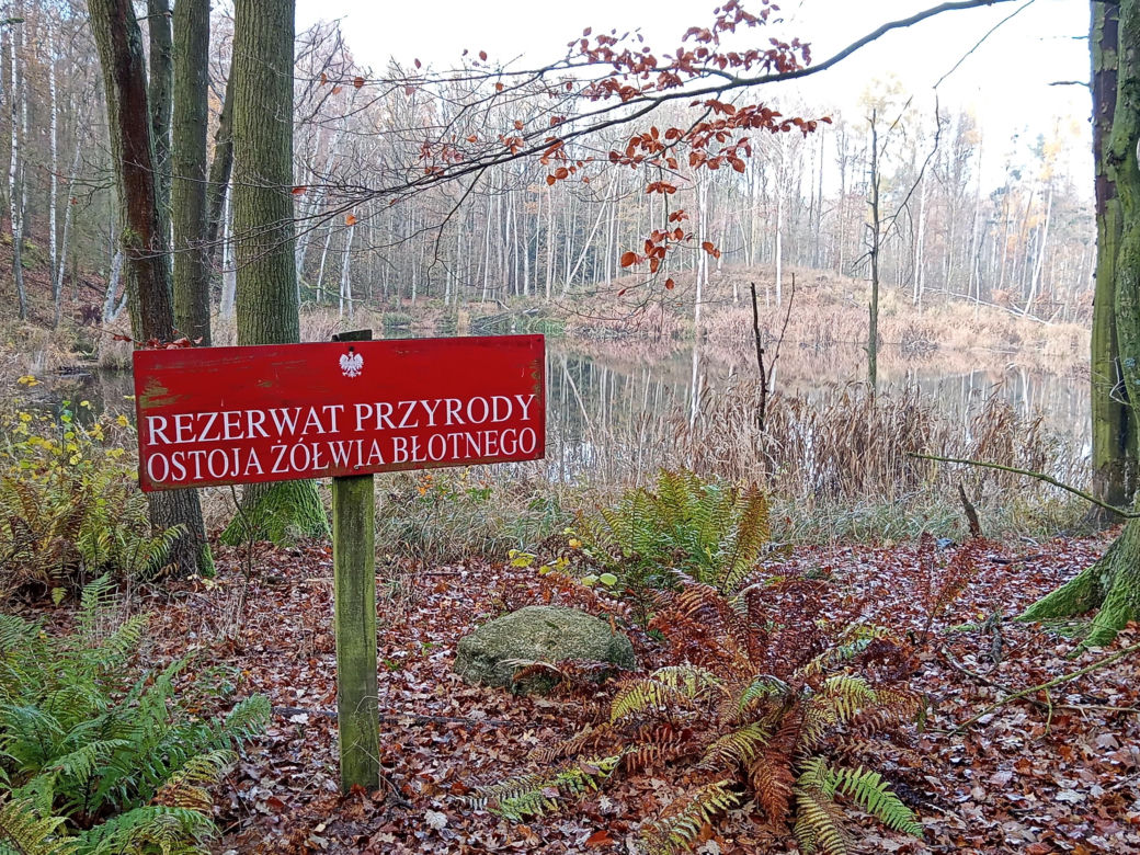 Żółw błotny