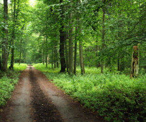 Białowieża i Białowieski Park Narodowy