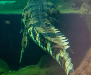 Te olbrzymy właśnie przyjechały do łódzkiego Orientarium. Robią wrażenie!
