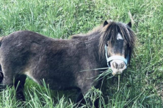 Dramat pani Lidii z Jeleniej Góry. Ktoś ukradł jej ukochane KUCYKI [ZDJĘCIA]