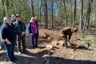 W Lesie Sekulskim rośnie już kilkaset nowych, młodych buków! Drzewa zasadzili członkowie siedleckiego samorządu i leśnicy