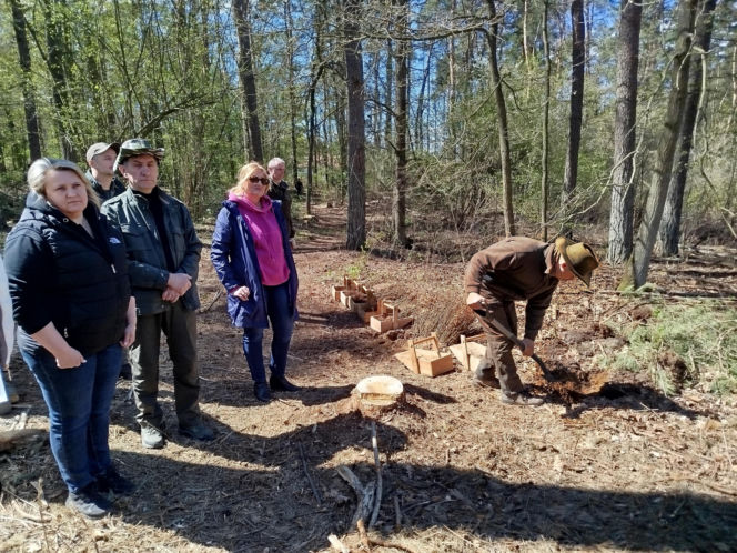W Lesie Sekulskim rośnie już kilkaset nowych, młodych buków! Drzewa zasadzili członkowie siedleckiego samorządu i leśnicy