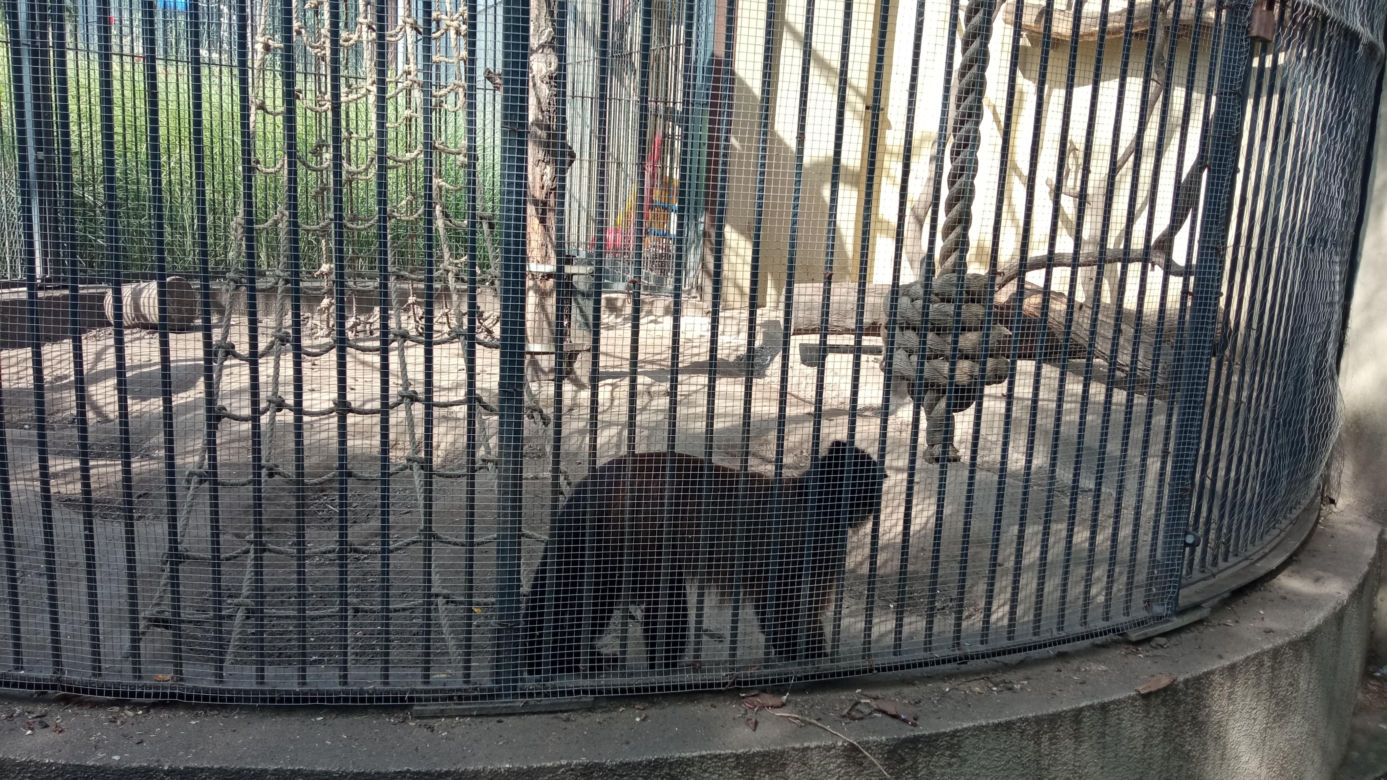 Stare ZOO w Poznaniu. Idealne miejsce na rodzinne spacery w sercu miasta 