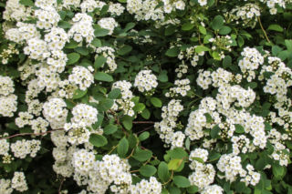 Tawuła nippońska - Spiraea nipponica