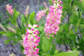 Orszelina zwyczajna - Clethra alnifolia