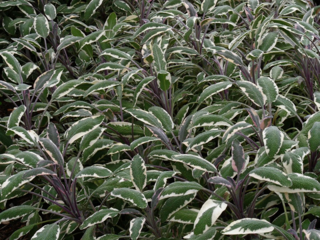 Szałwia lekarska odmiana 'Tricolor'