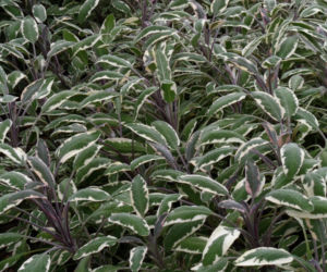 Szałwia lekarska odmiana 'Tricolor'