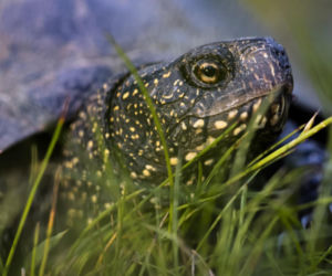 Czy w woj. lubelskim powstanie nowy park narodowy? Niektórzy są przeciwko