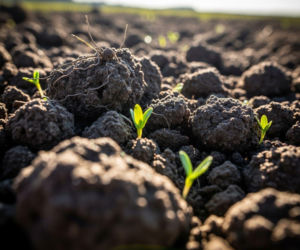 Dopłaty do rolnictwa ekologicznego 2025