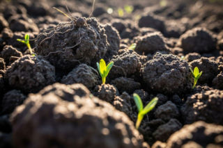 Dopłaty do rolnictwa ekologicznego 2025