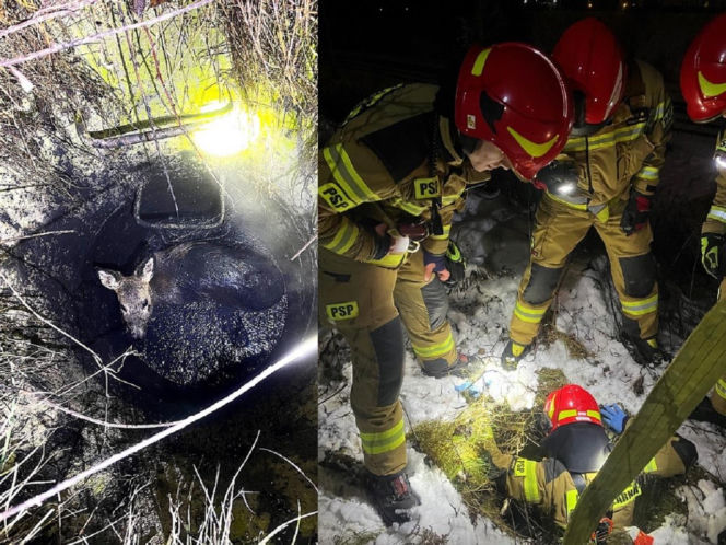 Myśleli, że to dzik, a w studzience czekała na nich prawdziwa niespodzianka. Mała sarenka uratowana