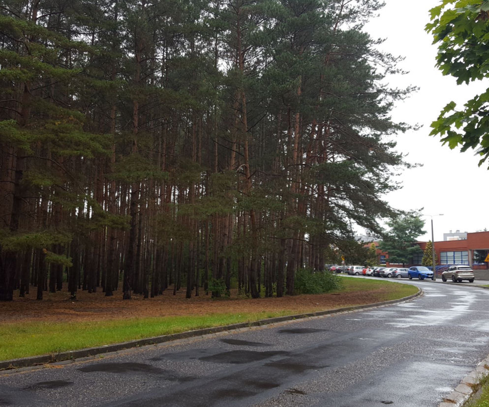 Miał być park, będzie wycinka. Miasto wystawiło na sprzedaż hektar lasu na Rejtana