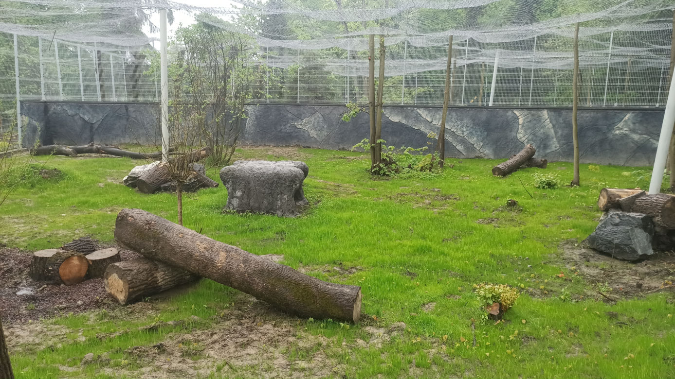 W śląskim ZOO powstała nowa woliera dla panter śnieżnych