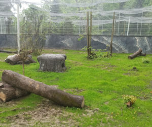 W śląskim ZOO powstała nowa woliera dla panter śnieżnych