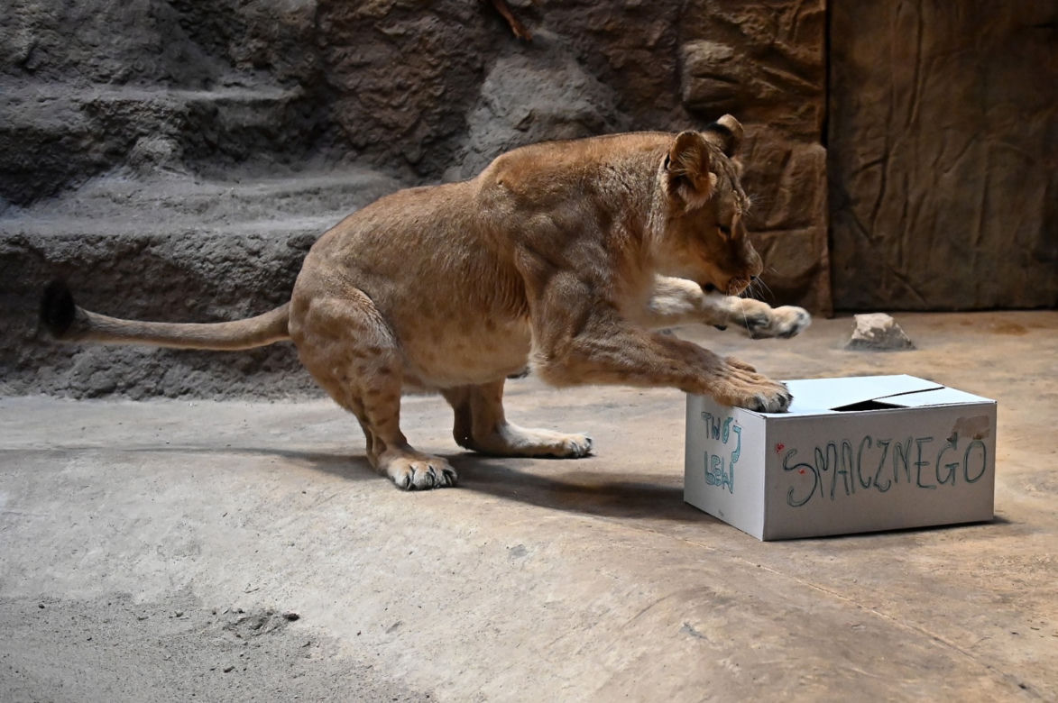 Dzień lwa w zoo
