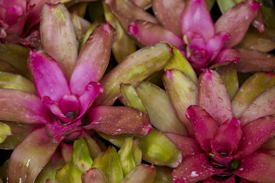 Neoregelia