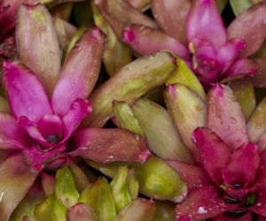 Neoregelia