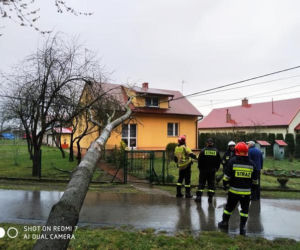 Poniedziałek Wielkanocny. Powalone drzewa i ulewy (ZDJĘCIA) 