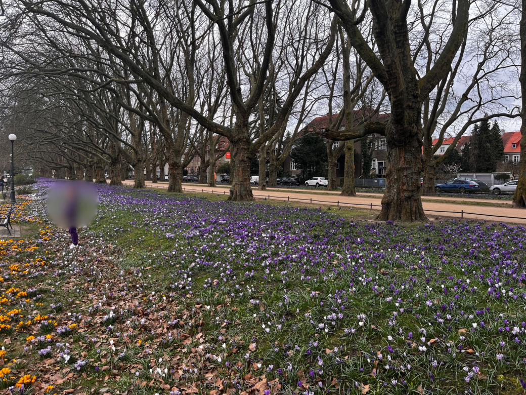 Krokusy w Szczecinie 