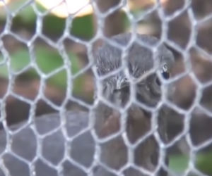 Ten ptak mieszkał za blisko budowy. Naśladuje dźwięk wiertarki i młotów [WIDEO]