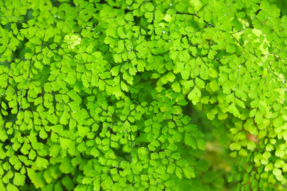 Adiantum