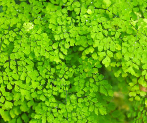 Adiantum