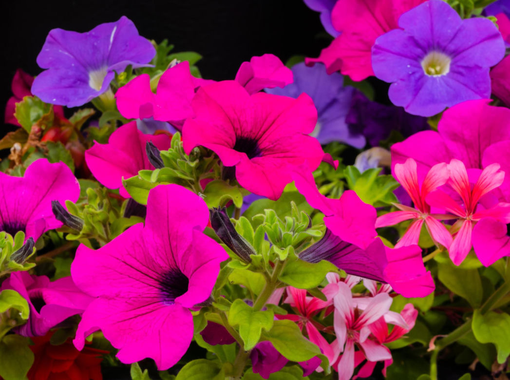 Petunia
