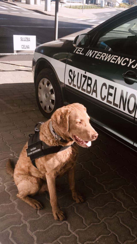 Płock. Sprawcy napadu na konwojenta zatrzymani! Policji pomógł pies Adso