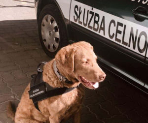 Płock. Sprawcy napadu na konwojenta zatrzymani! Policji pomógł pies Adso