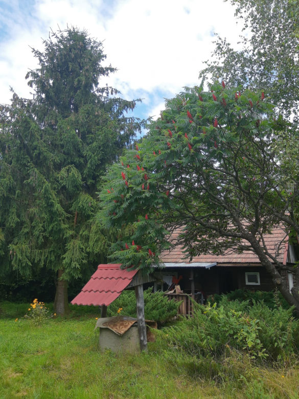 Leśne Przedszkole powstanie w Szynwałdzie