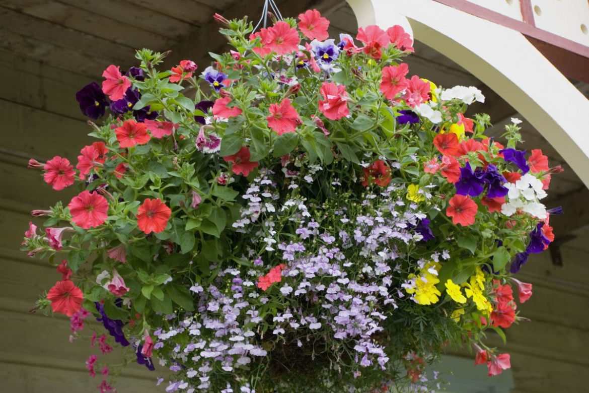 Surfinia, lobelia, aksamitki