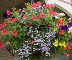 Surfinia, lobelia, aksamitki