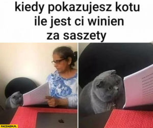 Dzień Kota 2021. Rasowe, dachowce, małe i duże. Dziś KOTY mają swoje święto [MEMY]