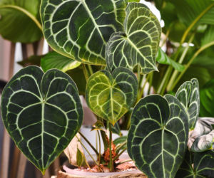 Anthurium clarinervium
