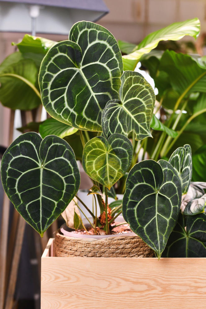 Anthurium clarinervium